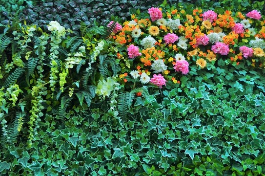 綠植墻