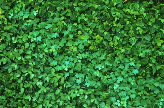 綠植墻