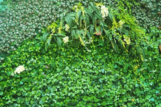 綠植墻