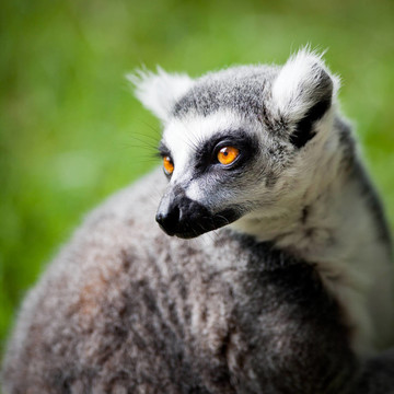 Lemur kata（Lemur catta）