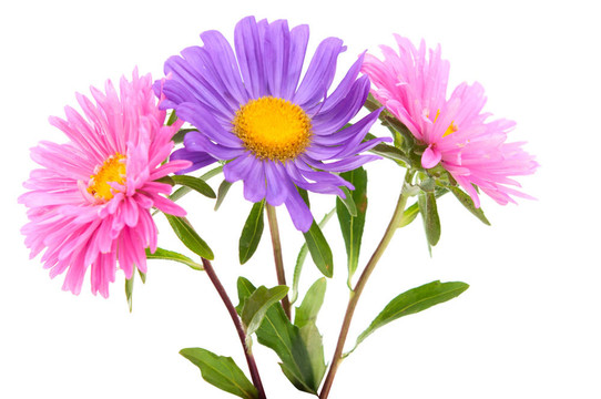 紫菀