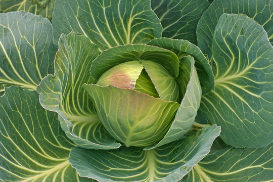 花園里的卷心菜