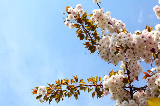 蓝色天空中的樱花