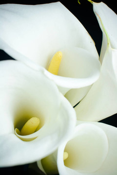 白色的calla lily