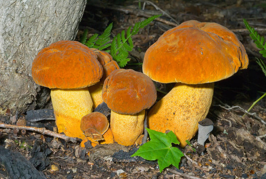 蘑菇（leccinium extremiorientale）19