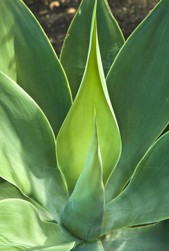Aloe Vera的植物