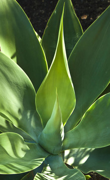 Aloe Vera的植物
