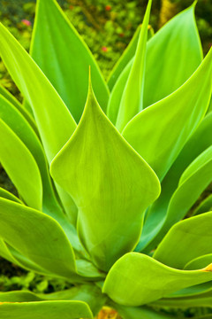 Aloe Vera的植物