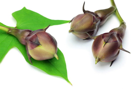 果月光花
