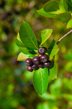 sg207339（0）.jpg