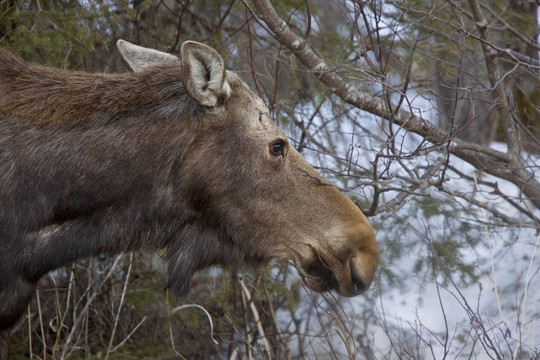 Moose在冬季