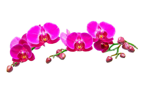 蝴蝶蘭，美麗的蘭花孤立在白色背景。
