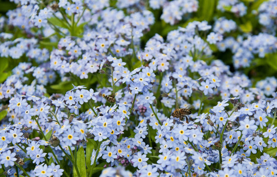 藍(lán)色的花和蜜蜂