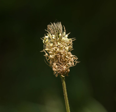 ribwort車前草的花