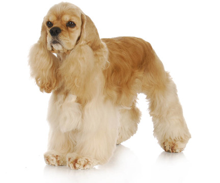 可卡犬