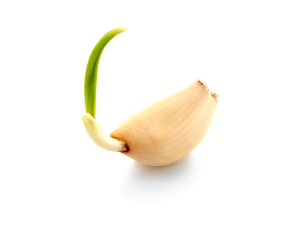 大蒜