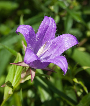 花風(fēng)鈴的特寫
