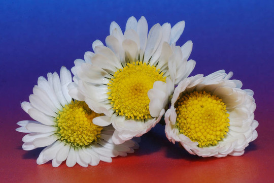 三gaenseblumen