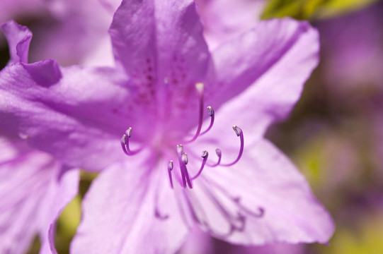 杜鵑花