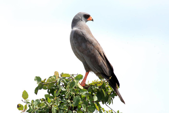 肯尼亞的鳥
