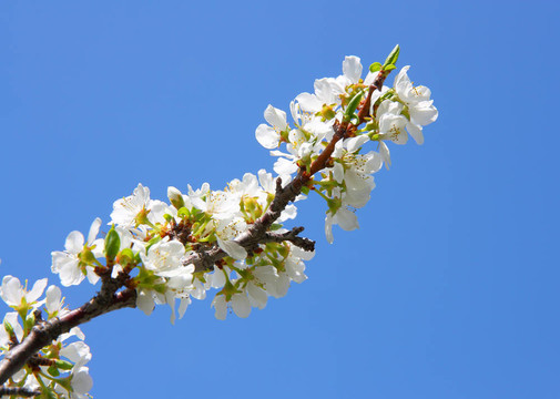 蘋(píng)果花特寫(xiě)。白色的花
