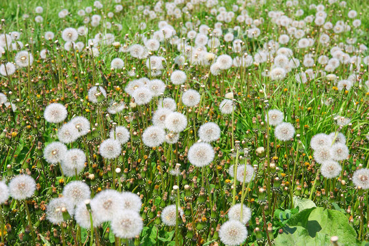 蒲公英花夏天的田野