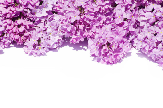 丁香花