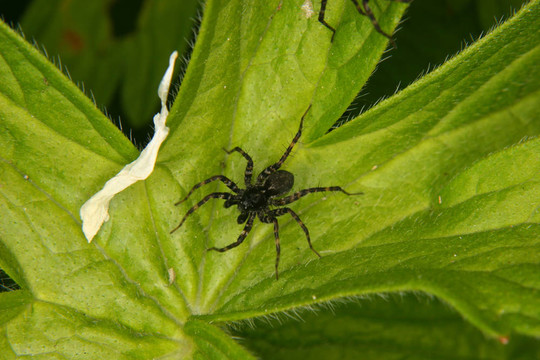 狼蛛（Pardosa lugubris）