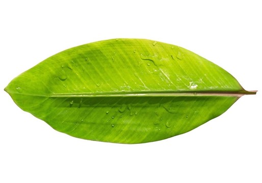水滴分離的香蕉葉