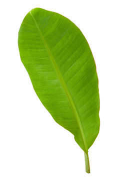 鮮綠香蕉葉