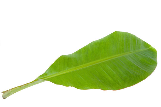 鮮綠香蕉葉