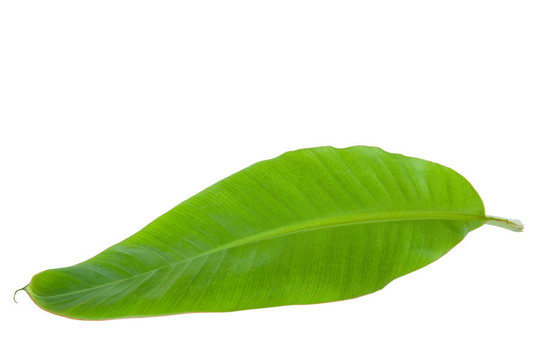 鮮綠香蕉葉