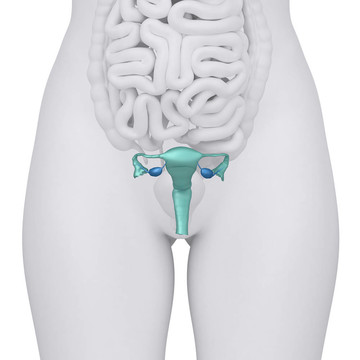 女性生殖系統(tǒng)解剖前視圖