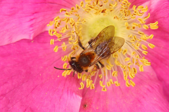蜜蜂