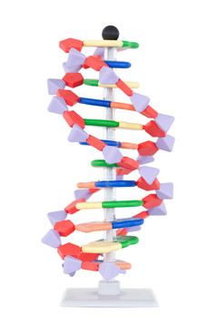 粉紅和紅色DNA