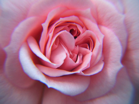 Pink Rose