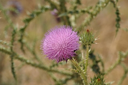 敘利亞薊粉紅花（Notobasis syriaca）