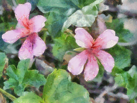 Malva Flowers的油畫