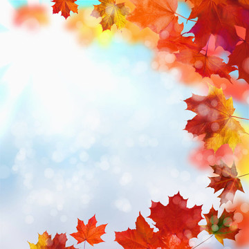 紅色和黃色的葉子