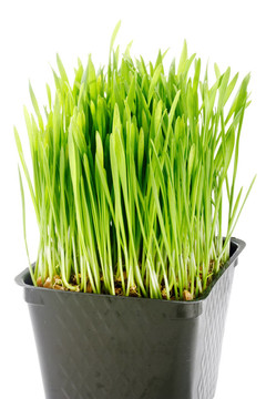 有機(jī)小麥草