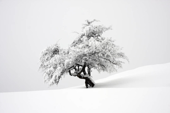 Snow覆蓋的孤立樹