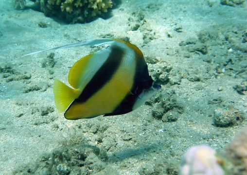 在紅海珊瑚礁上的橫幅魚