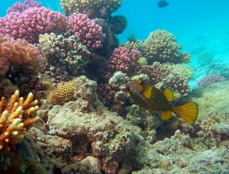 立方盒子魚