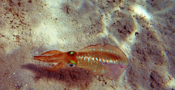 墨魚