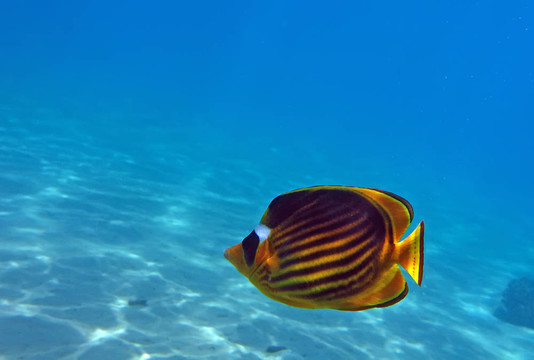 紅海的珊瑚礁斜蝴蝶魚