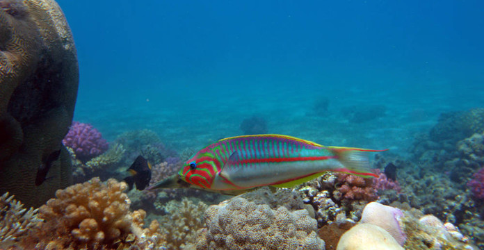 新月錦魚