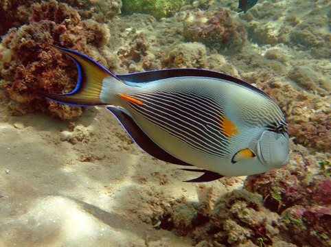 Sohal刺尾魚