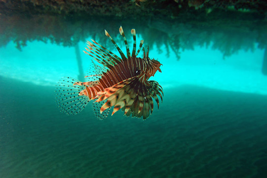 紅獅子魚(yú)