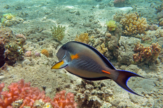 在紅海的珊瑚礁Sohal surgeonfish
