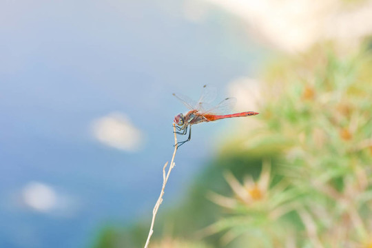 蜻蜓